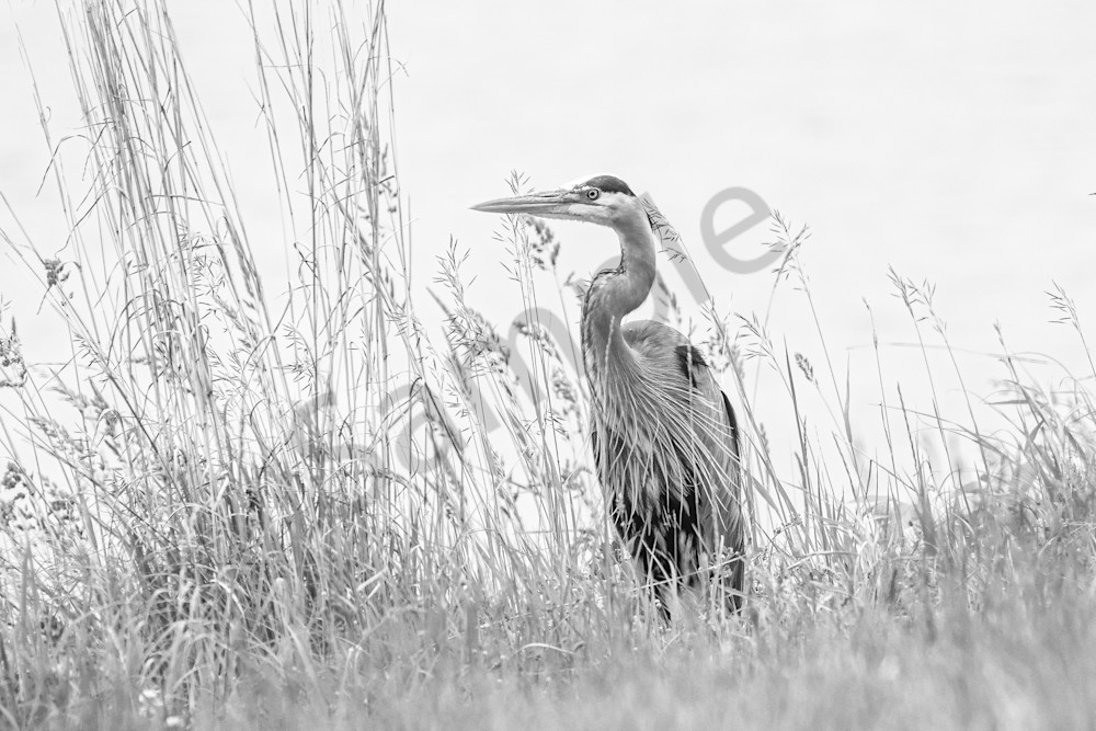 Dsc0113 Photography Art | Photos By Regan