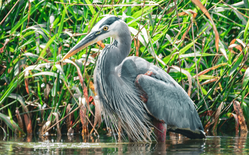 20250624 001648363 I Os 1 Photography Art | Photos By Regan