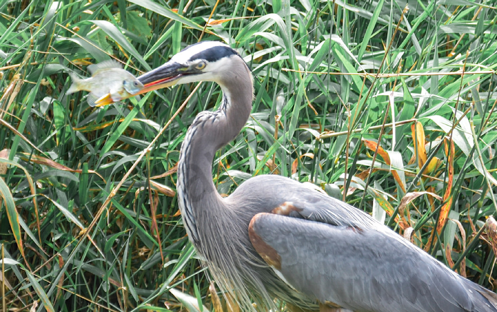 This One Is Not Getting Away Photography Art | Photos By Regan