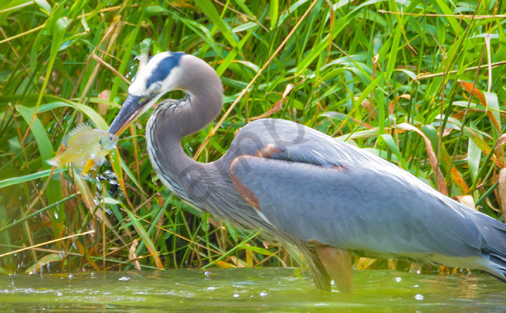 Spearing A Fish Photography Art | Photos By Regan
