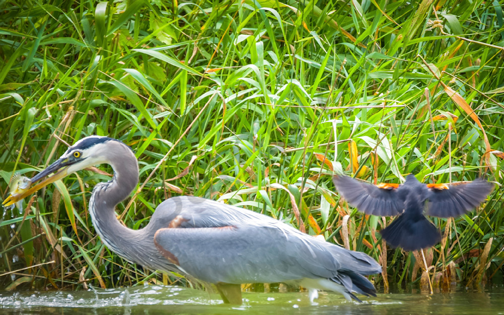 Someone's Interrupting Lunch Photography Art | Photos By Regan