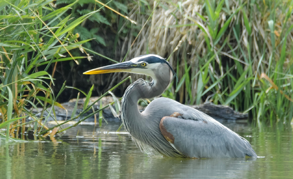 A Sunny Afternoon Photography Art | Photos By Regan