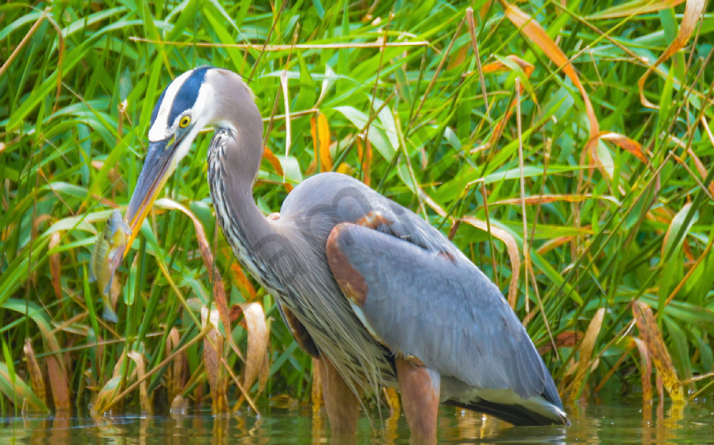 20250624 001649339 I Os 1 Photography Art | Photos By Regan