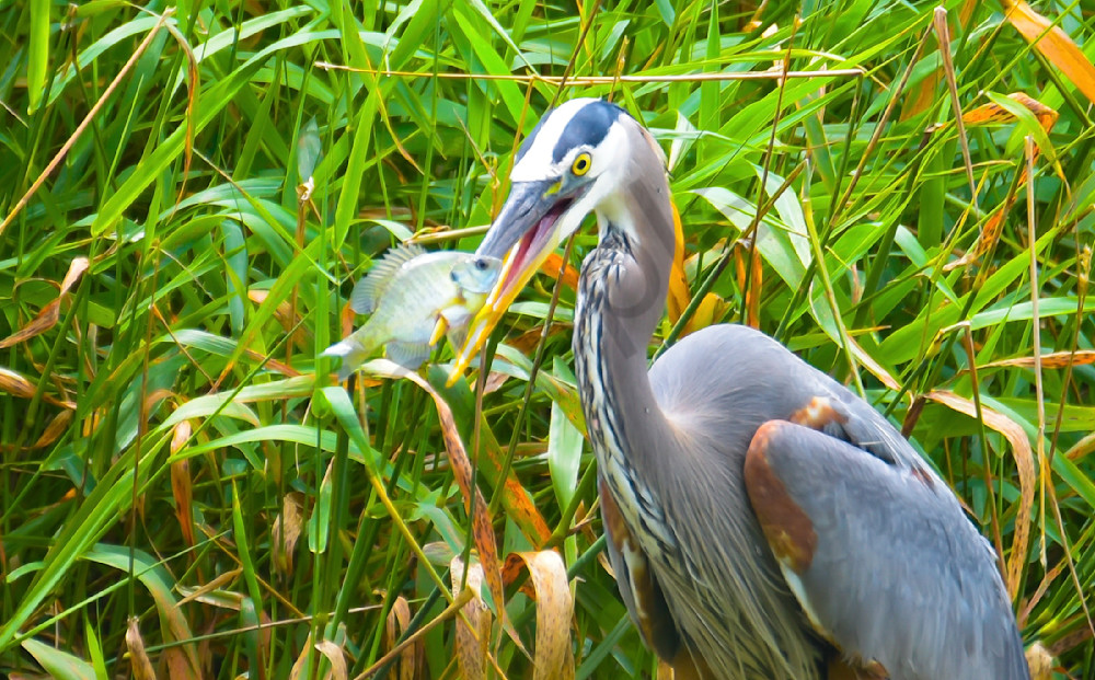 I Caught A Fish Photography Art | Photos By Regan
