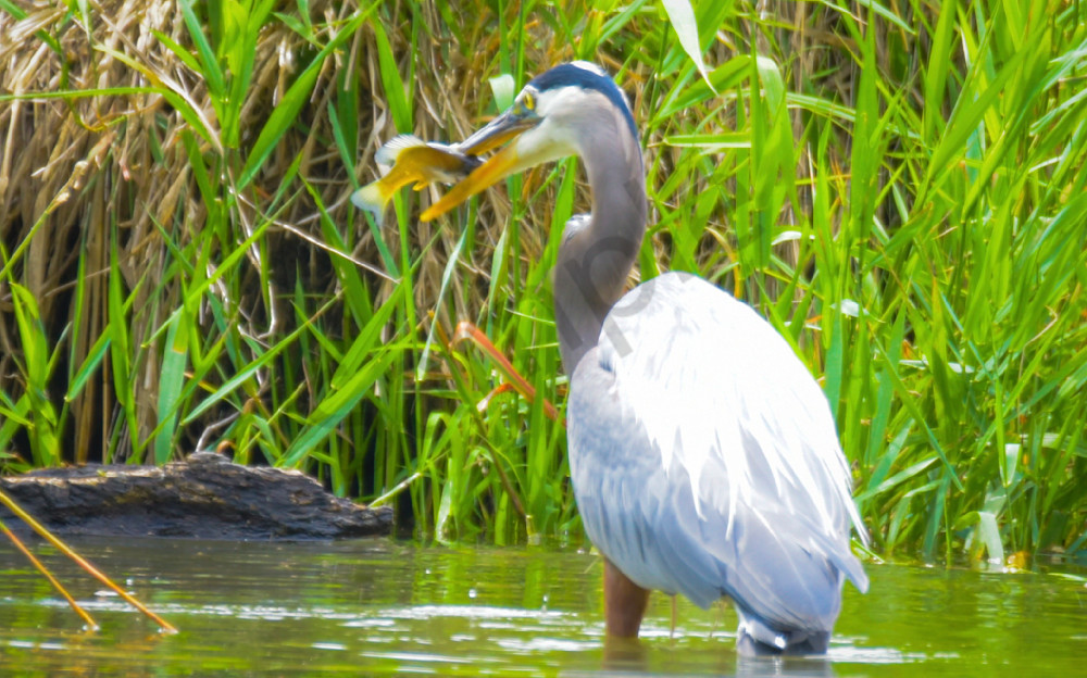 20250624 001656316 I Os 1 Photography Art | Photos By Regan