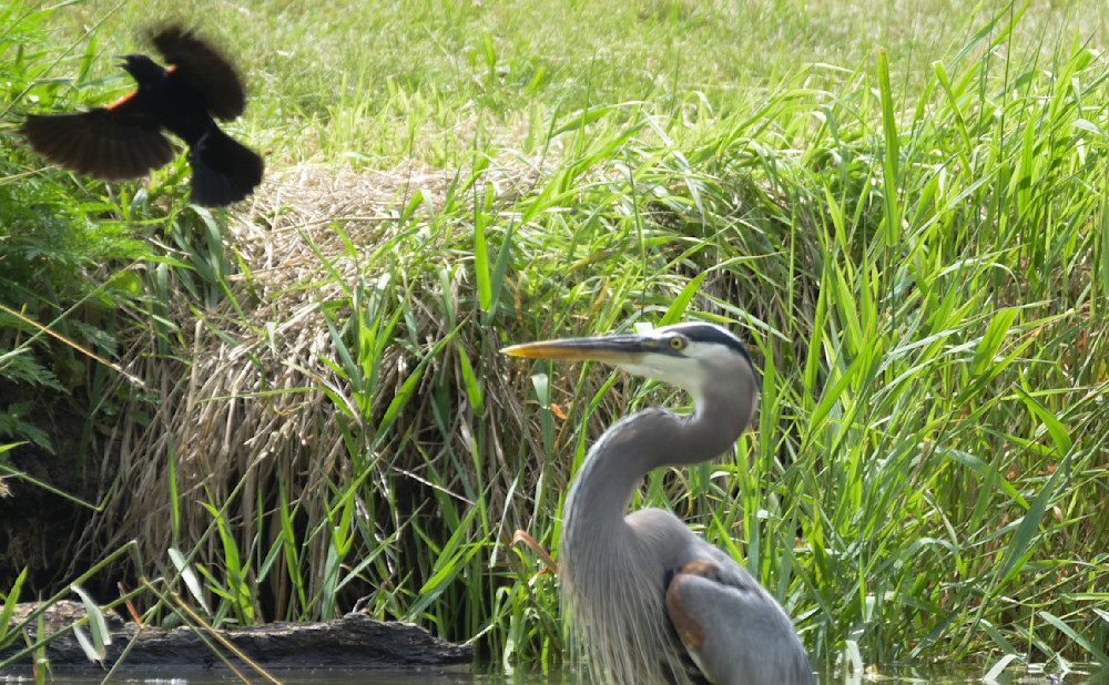 20250624 001654883 I Os Photography Art | Photos By Regan