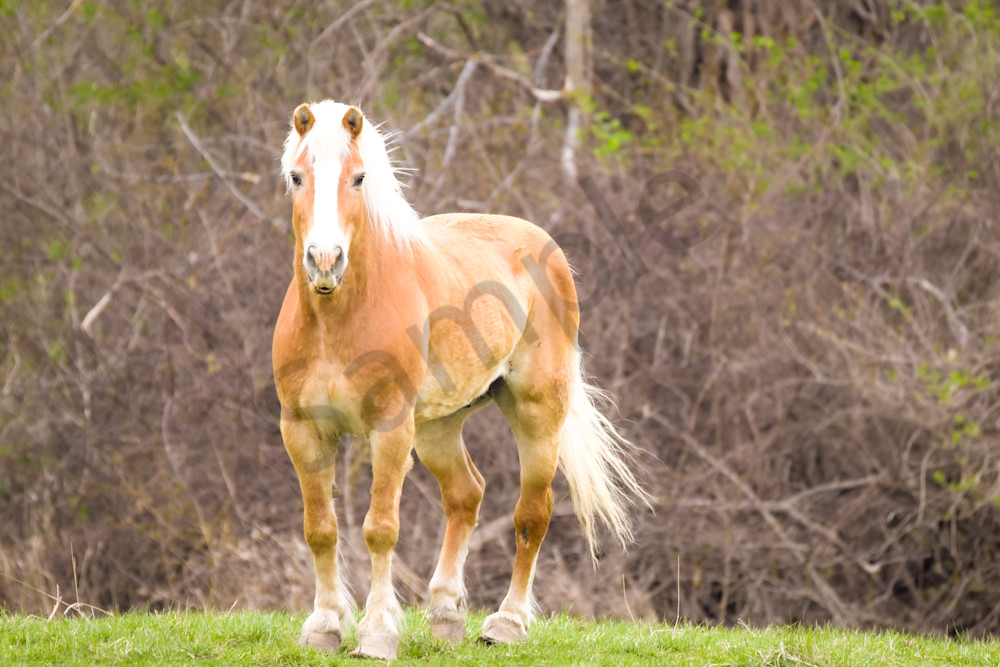 Dsc0092 Photography Art | Photos By Regan