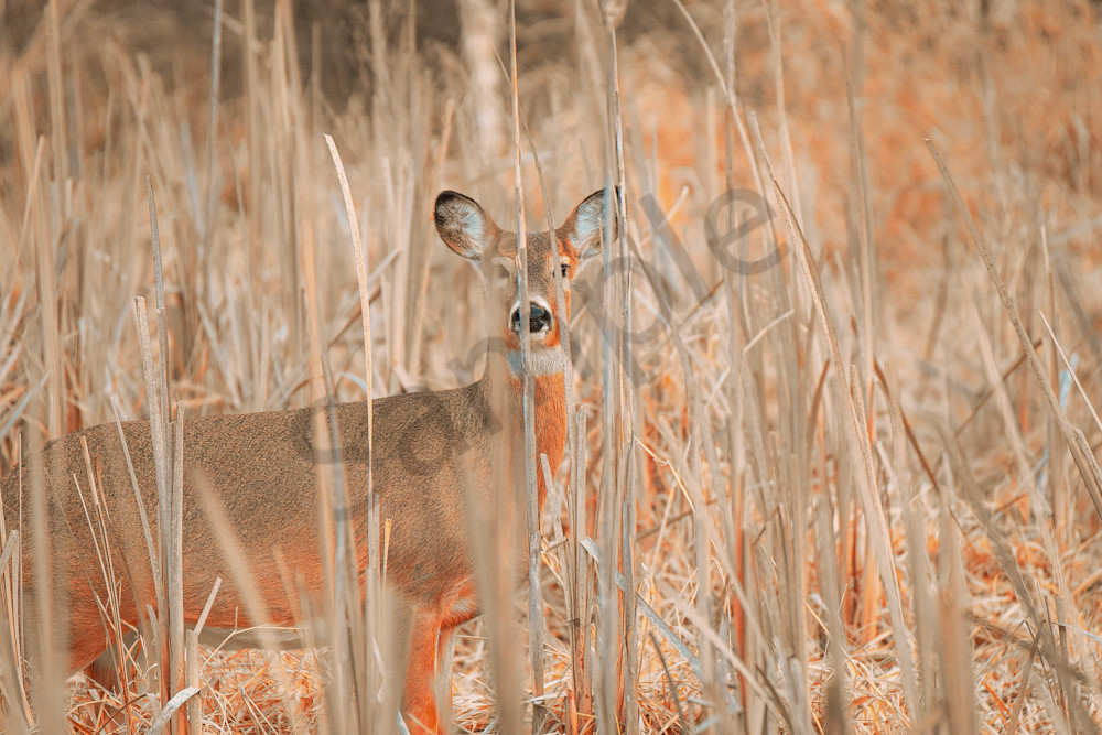 Dsc0142 2 Photography Art | Photos By Regan