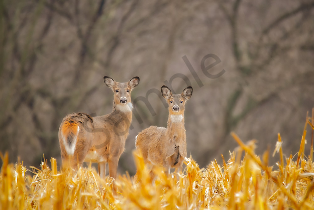 Dsc0034 Photography Art | Photos By Regan