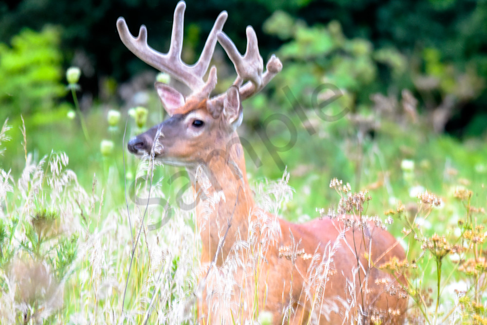 Dsc0078 Photography Art | Photos By Regan