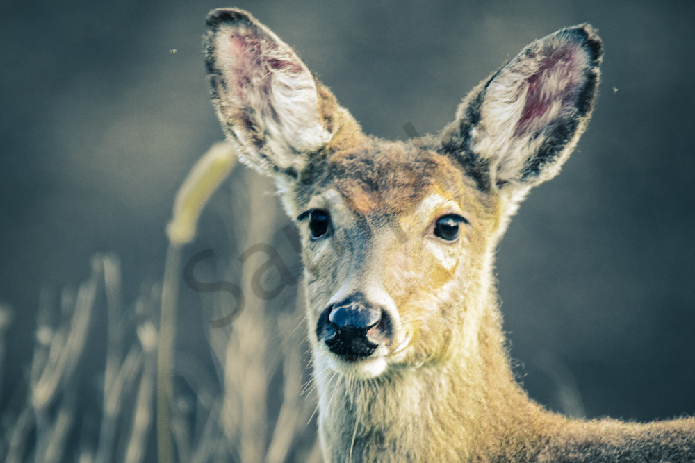 Dsc0011 5 Photography Art | Photos By Regan