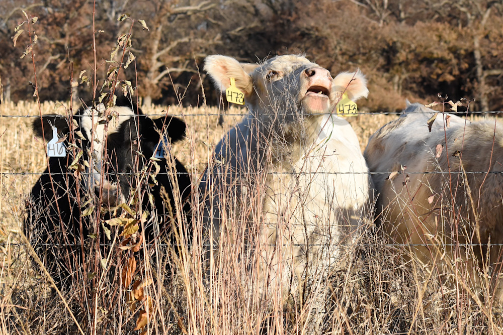 Dsc0073 3 Photography Art | Photos By Regan