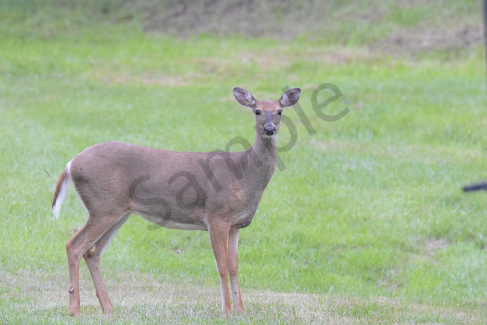Dsc0020 Photography Art | Photos By Regan