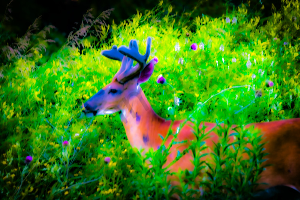 Dsc0099 Photography Art | Photos By Regan