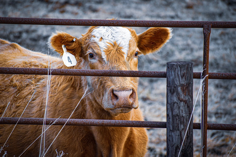 Dsc0069 8 Photography Art | Photos By Regan