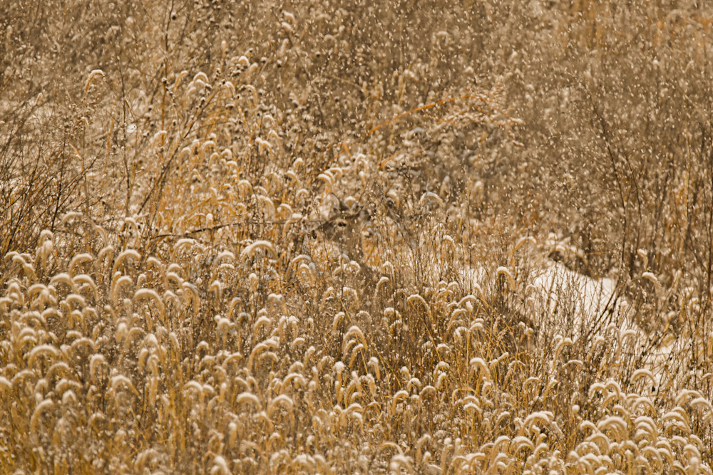 Dsc0157 Photography Art | Photos By Regan