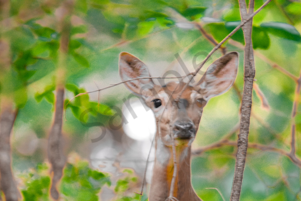 Dsc0184 Photography Art | Photos By Regan