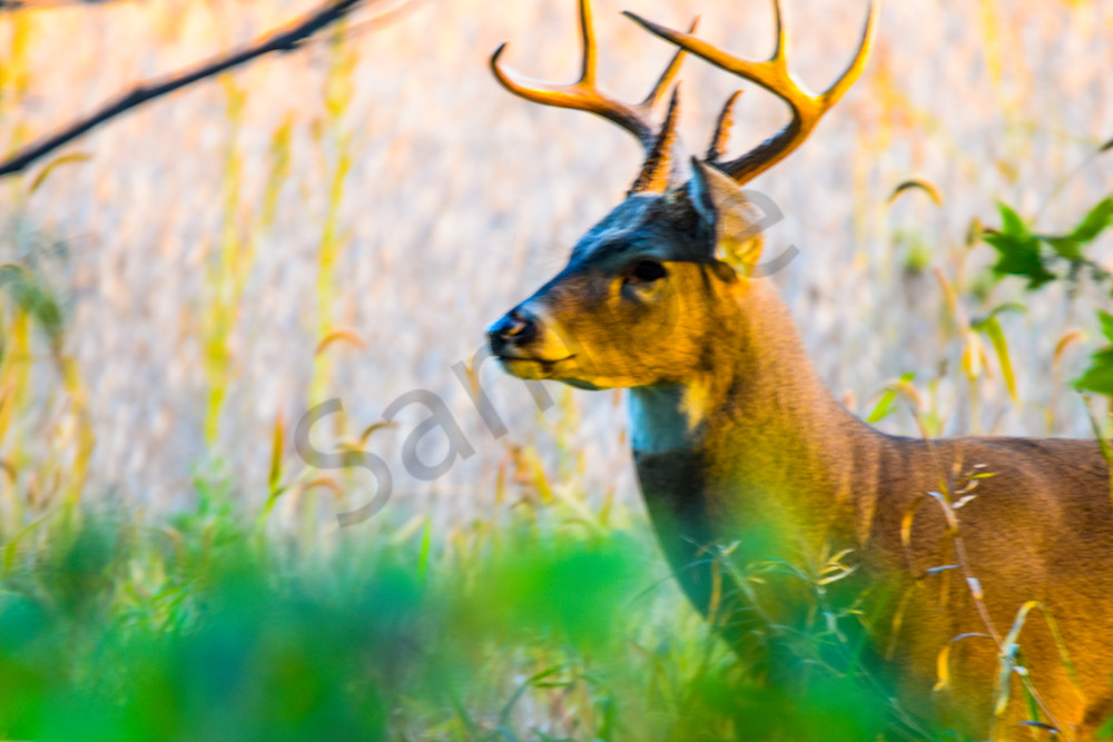 Dsc0336 Photography Art | Photos By Regan