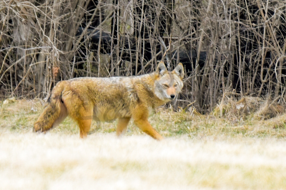 Dsc0753 Photography Art | Photos By Regan