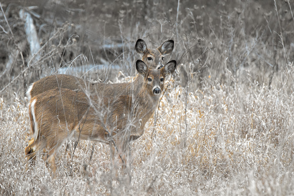 Dsc0193 3 Photography Art | Photos By Regan