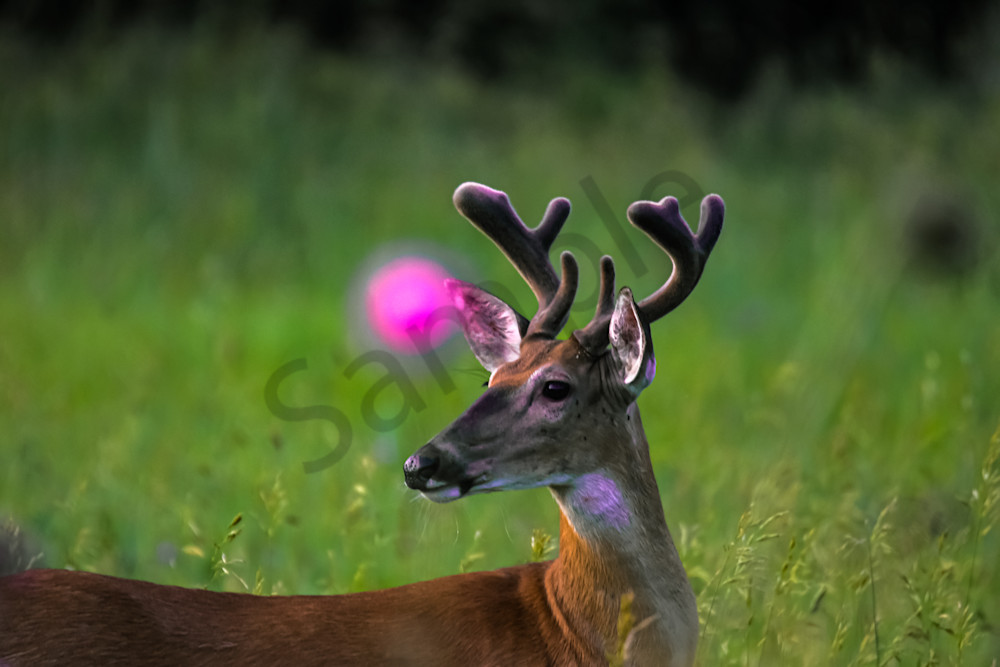 Dsc0254 Photography Art | Photos By Regan
