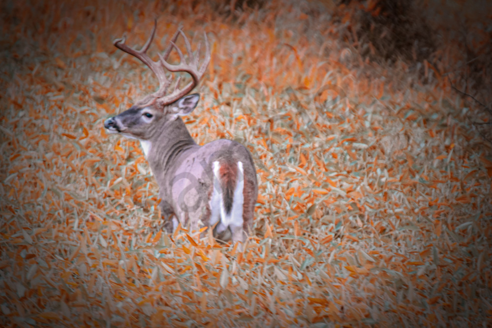 Dsc0312 Photography Art | Photos By Regan