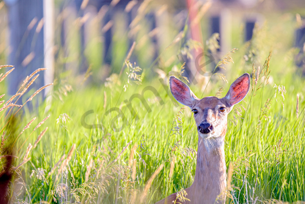 Dsc0100 Photography Art | Photos By Regan