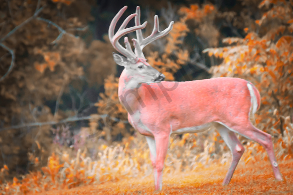 Dsc0392 Photography Art | Photos By Regan