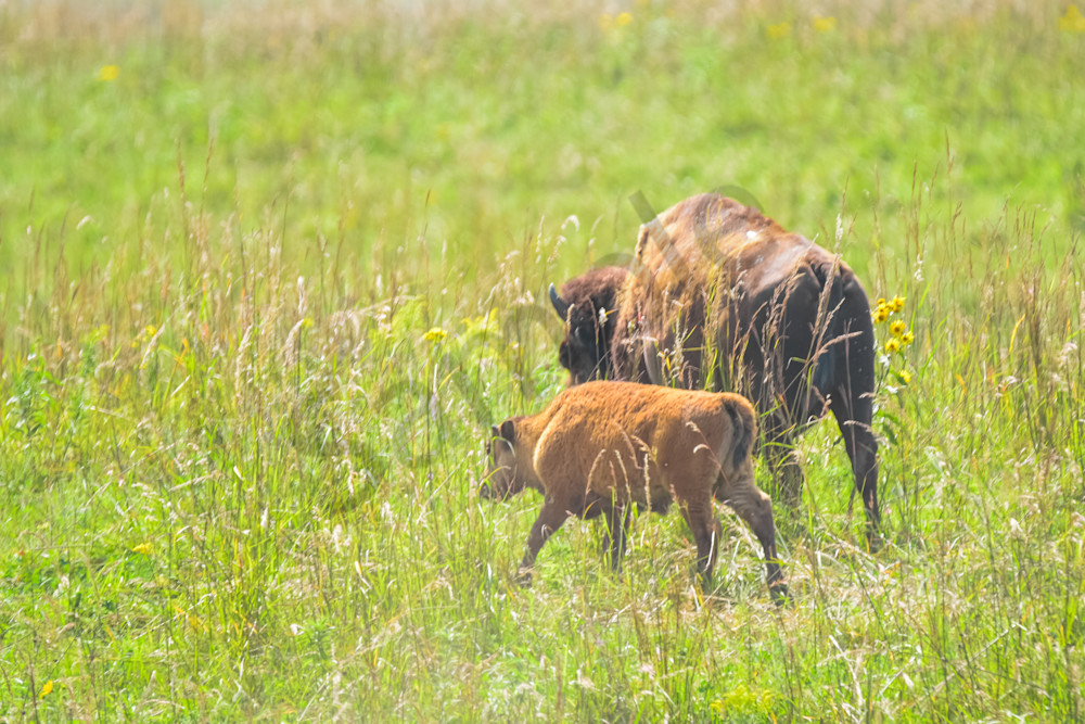 Dsc0636 Photography Art | Photos By Regan