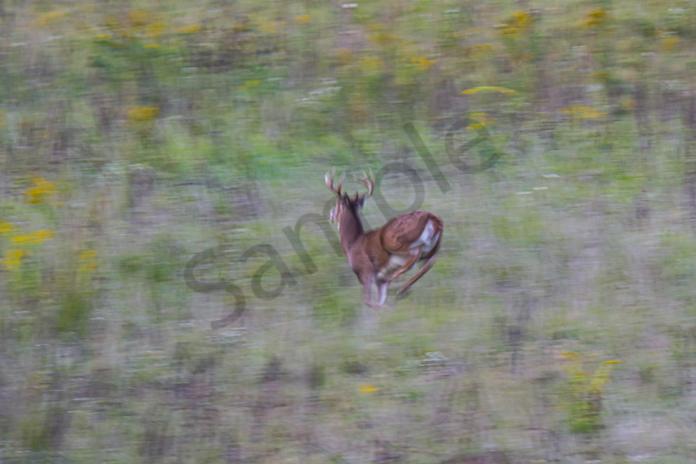 Dsc0278 Photography Art | Photos By Regan