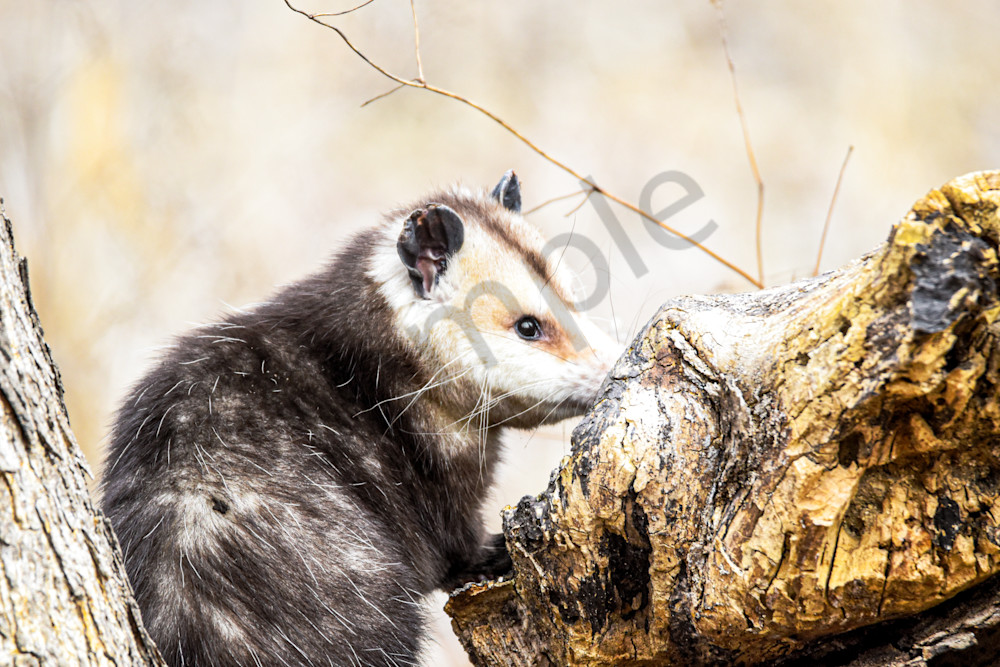 Dsc0256 3 Photography Art | Photos By Regan
