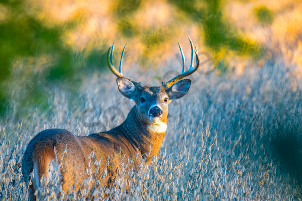 Dsc0285 Photography Art | Photos By Regan
