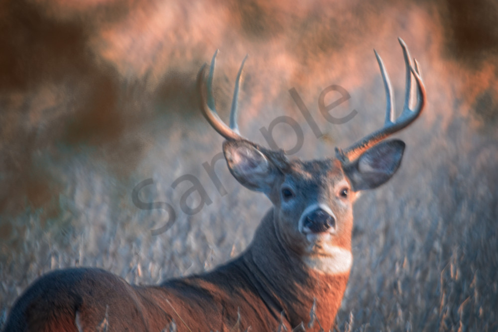 Dsc0288 2 Photography Art | Photos By Regan