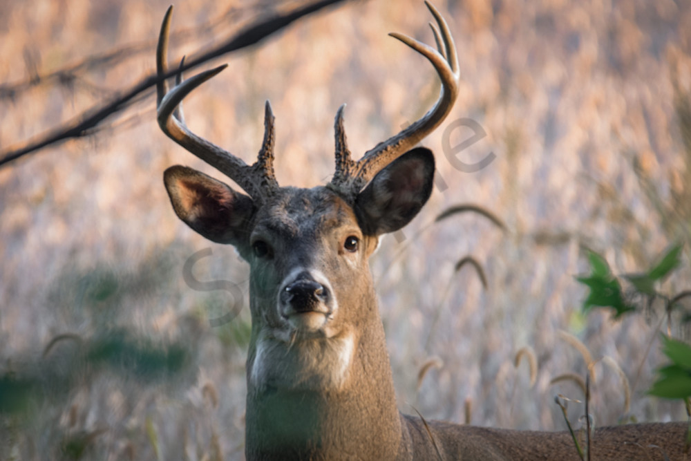 Dsc0301 Photography Art | Photos By Regan