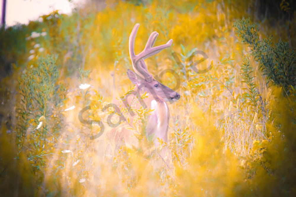 Dsc0316 Photography Art | Photos By Regan