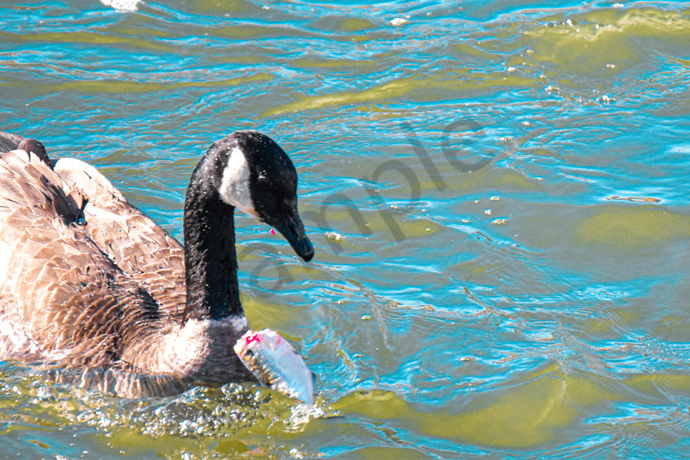 Birds.Jpg Photography Art | Photos By Regan