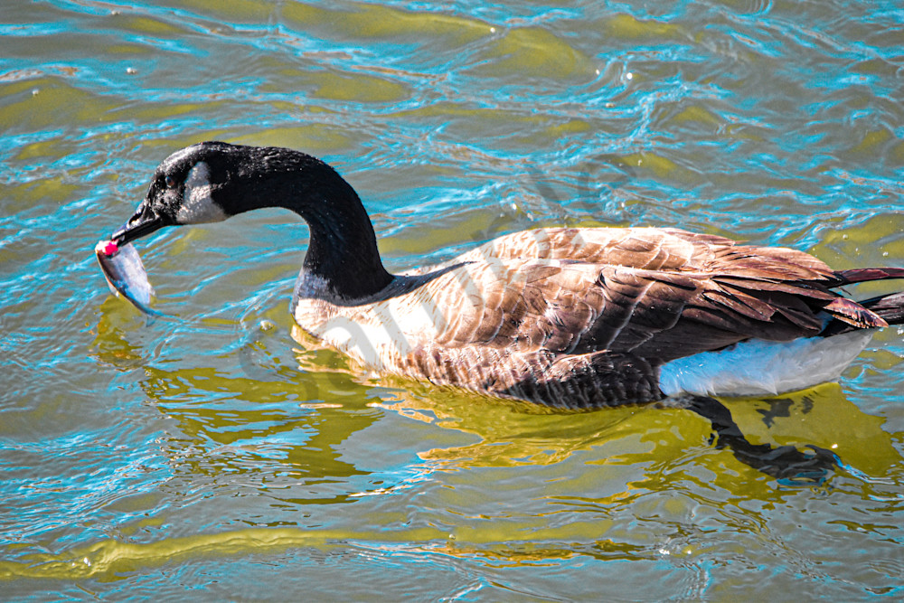 Birds 3.Jpg Photography Art | Photos By Regan