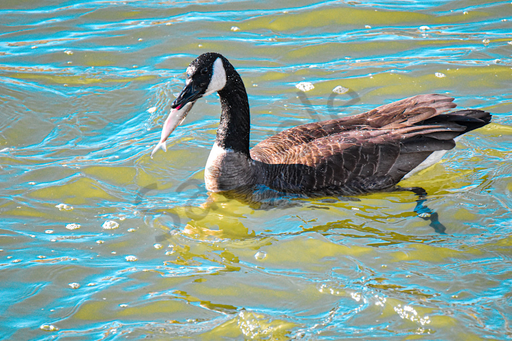 Birds 2.Jpg Photography Art | Photos By Regan