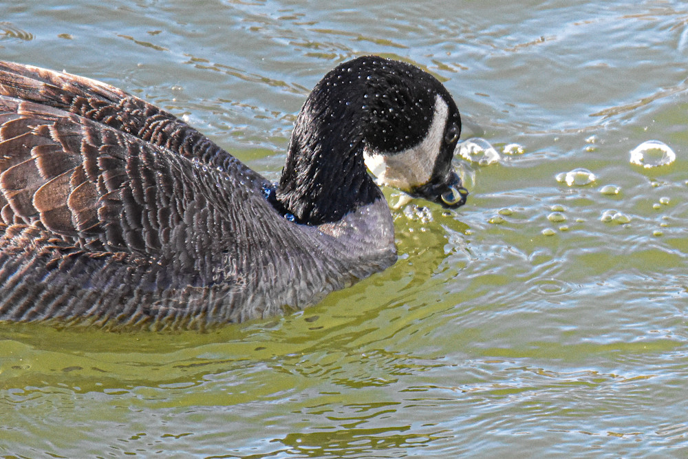 Birds 6.Jpg Photography Art | Photos By Regan