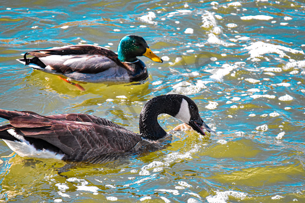 Birds 5.Jpg Photography Art | Photos By Regan