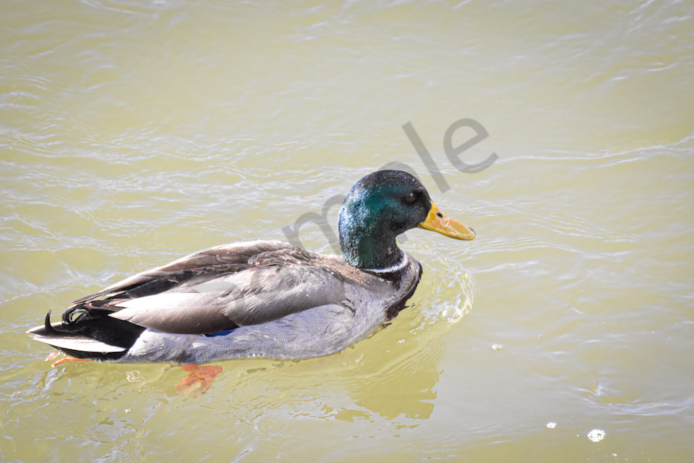 Birds 8.Jpg Photography Art | Photos By Regan