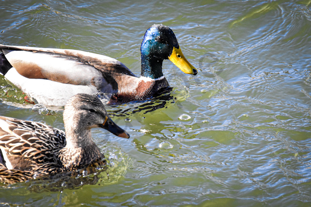 Birds 7.Jpg Photography Art | Photos By Regan