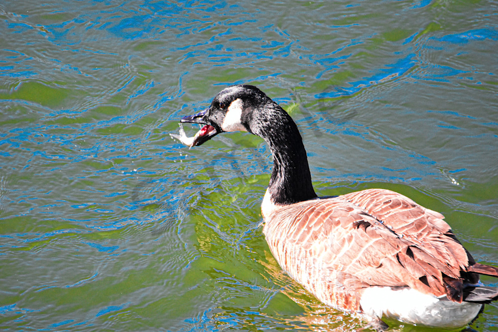 Birds 4.Jpg Photography Art | Photos By Regan
