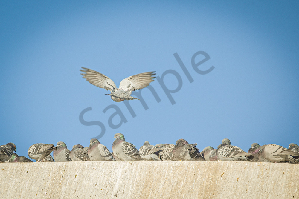 Birds 13.Jpg Photography Art | Photos By Regan