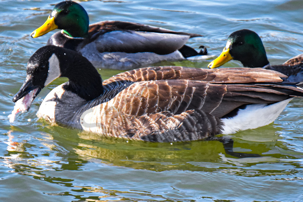 Birds 9.Jpg Photography Art | Photos By Regan