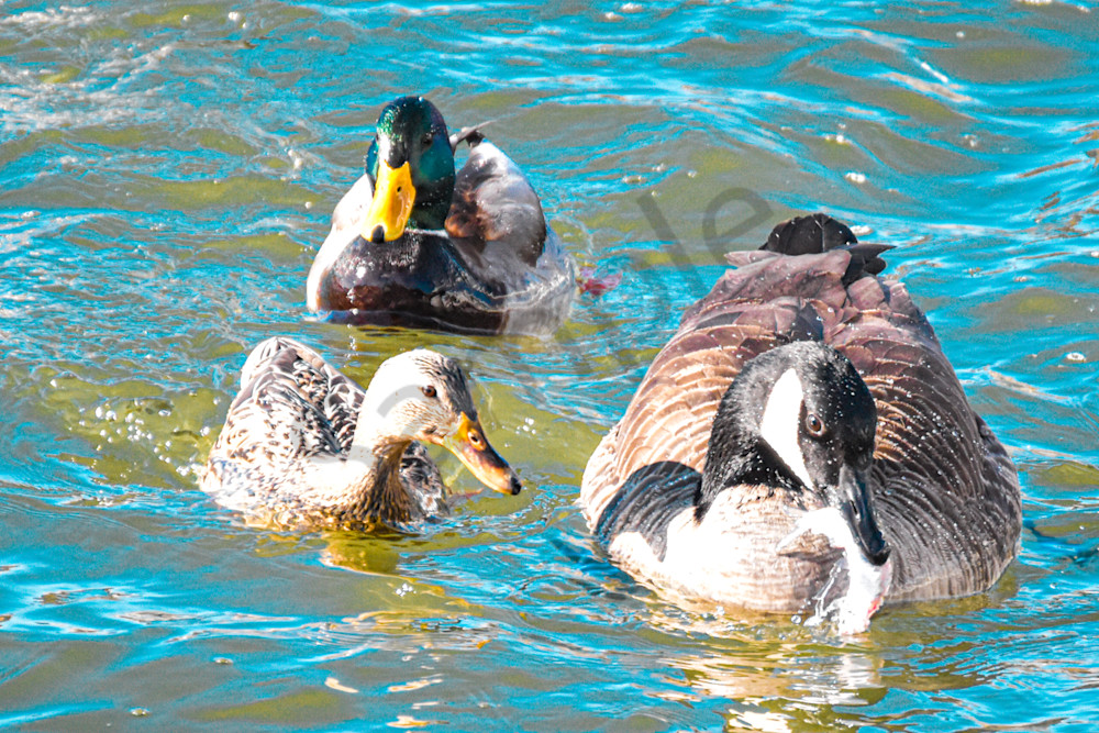 Birds 10.Jpg Photography Art | Photos By Regan