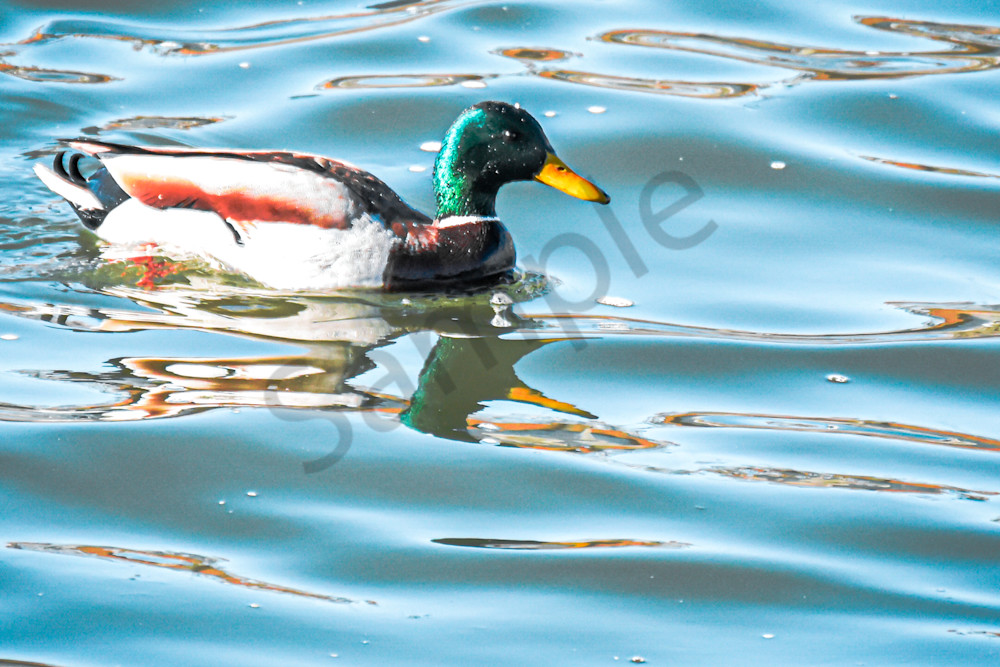 Birds 12.Jpg Photography Art | Photos By Regan