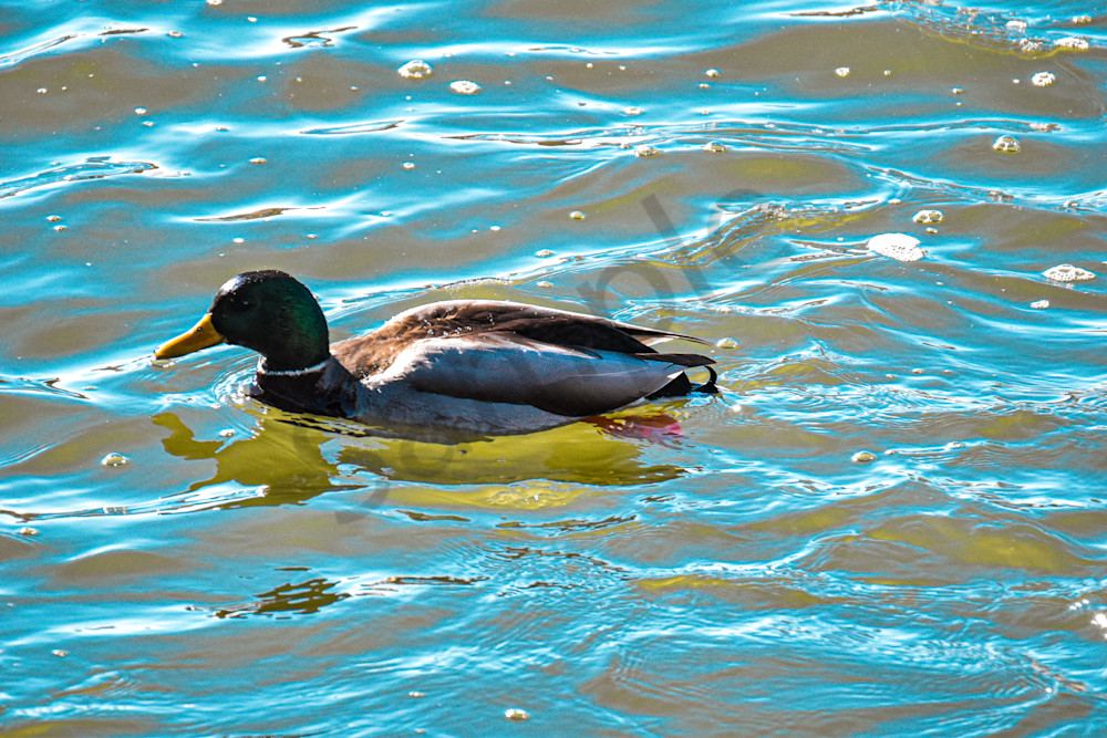 Birds 11.Jpg Photography Art | Photos By Regan