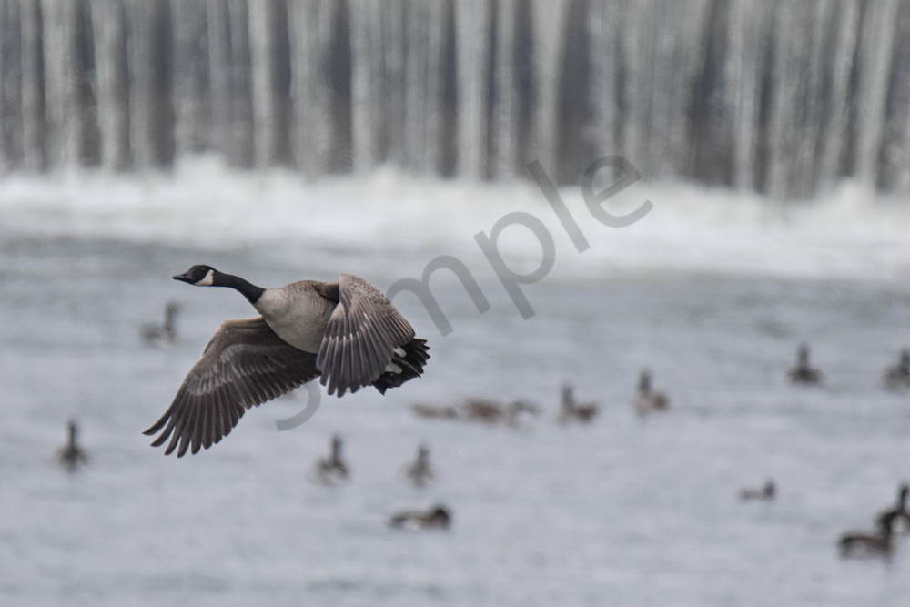 Birds 9.Jpg Photography Art | Photos By Regan