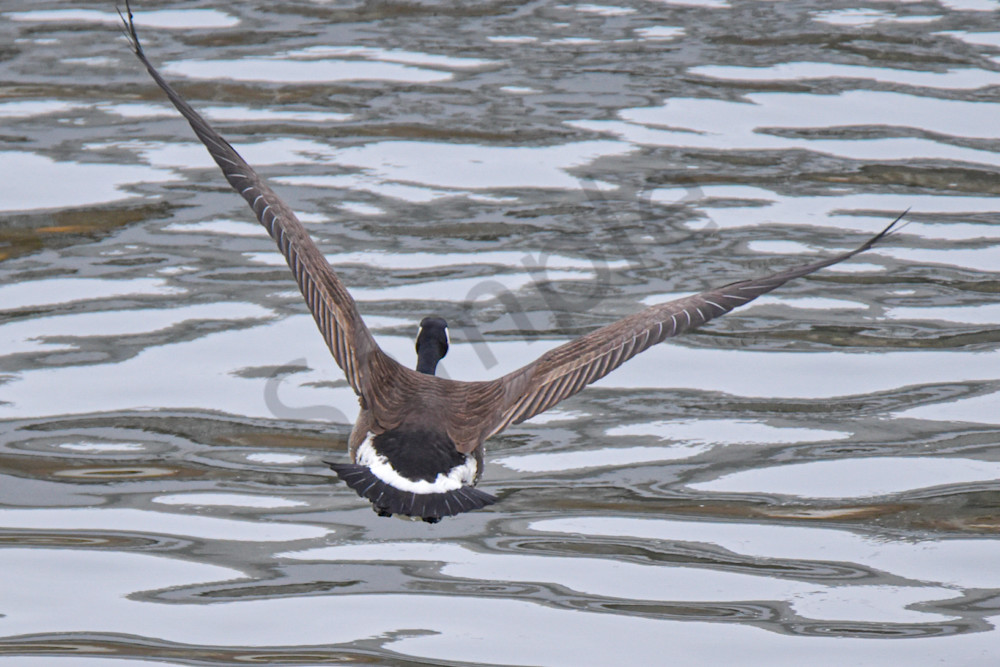 Birds 5.Jpg Photography Art | Photos By Regan